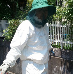 ミツバチの巣の撤去